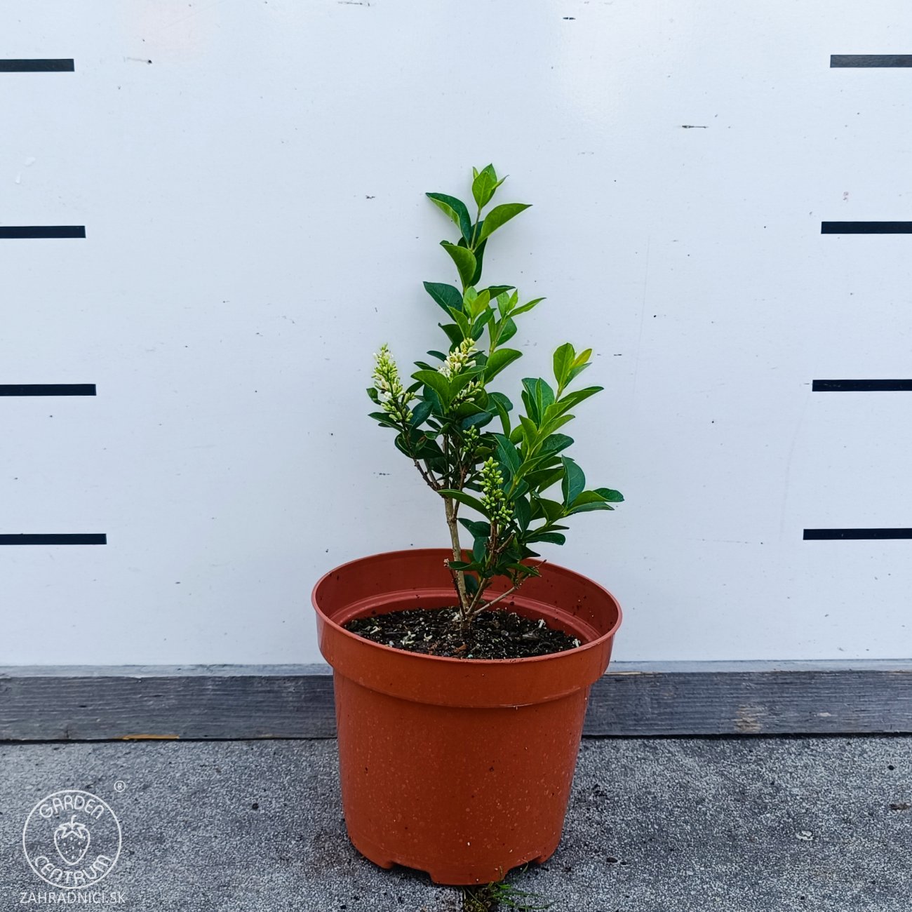Obrázok Vtáčí zob vajcolistý (Ligustrum Ovalifolium) - výška 30-50 cm, kont. C2L